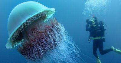 Португальский военный кораблик: ученые рассказали о необычных медузах и что делать при укусе - focus.ua - Украина