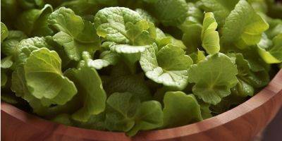 Не брокколи и не кабачок. Исследователи назвали самый полезный овощ - nv.ua - Украина - Лондон