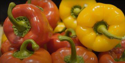 Овощной светлофор: почему болгарский перец имеет разный цвет, и как это влияет на здоровье - ukrainianwall.com - Украина