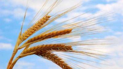 Пшеница продолжает дорожать - minfin.com.ua - Россия - Украина - Новороссийск