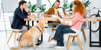 Хорошие новости. Наличие собаки в офисе улучшает качество жизни сотрудников — исследование - nv.ua - США - Украина