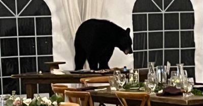 "Съел все": медведь ворвался на свадьбу и набросился на десертный стол (видео) - focus.ua - США - Украина - Ирак - шт. Колорадо - Брак