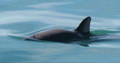 Их осталось всего 10: самое редкое морское млекопитающее на Земле объявили вымирающим - focus.ua - Украина