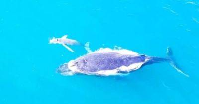 Крошка Моби Дик. У берегов Австралии засняли детеныша редкого белого горбатого кита (видео) - focus.ua - Украина - Австралия - Антарктида