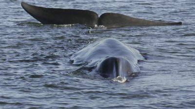 Исландия возобновляет китобойный промысел - ru.euronews.com - Норвегия - Япония - Исландия