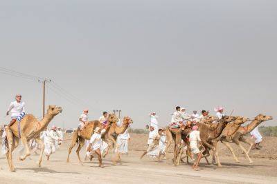 Нелегальные верблюжьи бега на юге: арестованы 7 человек, изъято 8 верблюдов - news.israelinfo.co.il