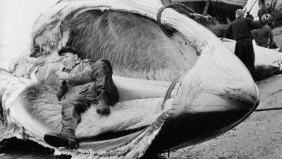 Исландия возобновила китобойный промысел - svoboda.org - Норвегия - Япония - Исландия