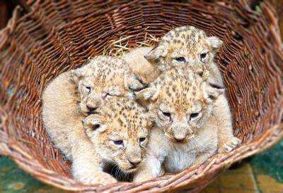 В чешском зоопарке родились редкие львята - vinegret.cz - Чехия - Марокко - Рабат - Пльзень