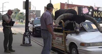 Переделал машину: мужчина катался по городу с огромным быком внутри (видео) - focus.ua - США - Украина - штат Небраска - Чад