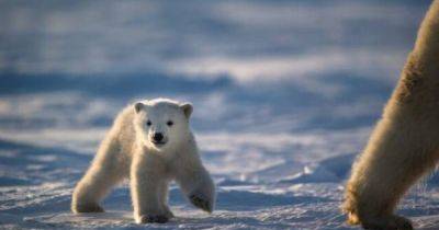Лакмусовая бумажка. Насколько новые проекты по ископаемому топливу нанесут вред белым медведям - focus.ua - Украина - штат Вайоминг - Арктика