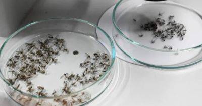 Почти захватили Францию: в Париже начали уничтожать насекомых, которые переносят вирус денге - focus.ua - Россия - Украина - Крым - Краснодарский край - Франция - Париж