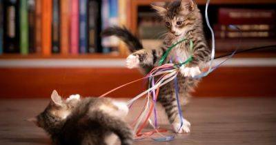 Очень странное пристрастие. Ученые рассказали, почему кошки так любят жевать пластик - focus.ua - Украина