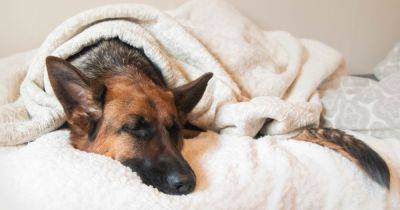 Как распознать деменцию у собаки: кинолог назвала основные признаки заболевания - focus.ua - Украина