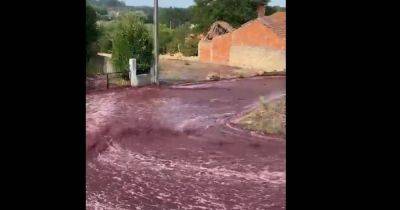 Красные реки: в Португалии вино затопило улицы города (видео) - focus.ua - Украина - Франция - Португалия
