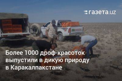 Более 1000 дроф-красоток выпустили в дикую природу в Каракалпакстане - gazeta.uz - Узбекистан - Экология