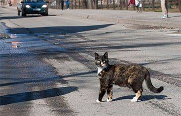 В Минске кошка спровоцировала аварию - charter97.org - Белоруссия - Минск