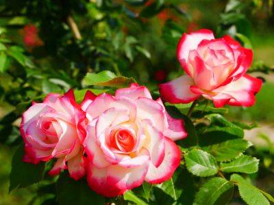 Как продлить срок цветения роз – полезные советы - apostrophe.ua - Россия - Украина