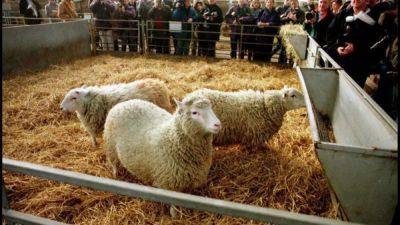 Умер пионер технологий клонирования Иэн Уилмут, "отец" овечки Долли - svoboda.org - Англия - Шотландия
