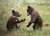 В Глубокском районе грибники встретили в лесу трех медвежат и записали милое видео - udf.by - Белоруссия - Витебск - район Глубокский