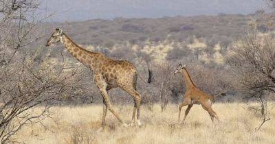 Без единого пятнышка. Первого в мире безупречного жирафа в дикой природе заметили в Африке (фото) - focus.ua - Украина - Токио - штат Теннесси - Намибия