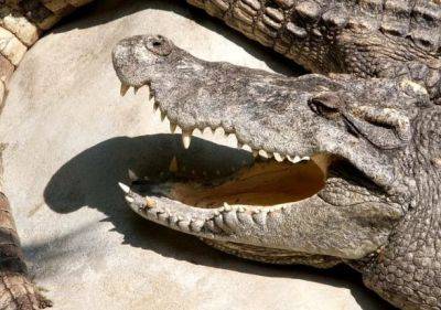 Десятки крокодилов сбежали во время наводнений в Китае - unn.com.ua - Китай - Украина - Киев - Гонконг - Гонконг - Япония - Тайвань - провинция Гуандун
