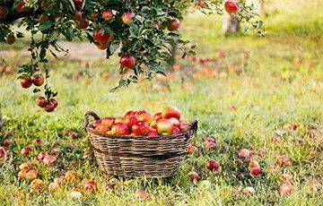 «Жизнь проходит от первой крапивы и одуванчиков, до последнего яблока в заброшенном саду» - charter97.org - Белоруссия - Минск