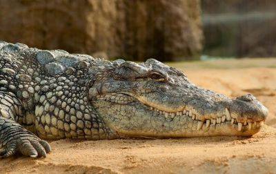 В Китае с фермы сбежали более 70 крокодилов - korrespondent.net - Китай - Украина - Мексика - Коста Рика