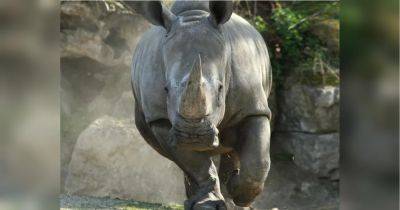 Носорог-убийца: в австрийском зоопарке разъяренное животное атаковало двух служителей - fakty.ua - Австрия - Украина - Узбекистан - Германия - Скончался