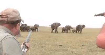 Слоны отомстили охотникам после того, как они подстрелили одного из них (видео) - focus.ua - Украина - Юар - Намибия