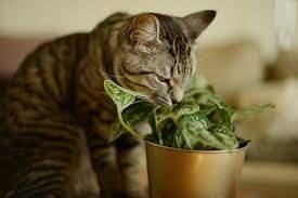Многие даже не догадывались: названы комнатные растения, которые могут отравить вашу кошку - hyser.com.ua - Украина