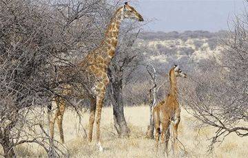 В дикой природе найден жираф без пятен - charter97.org - Белоруссия - штат Теннесси - Зимбабве - Намибия - Ботсвана - Замбия
