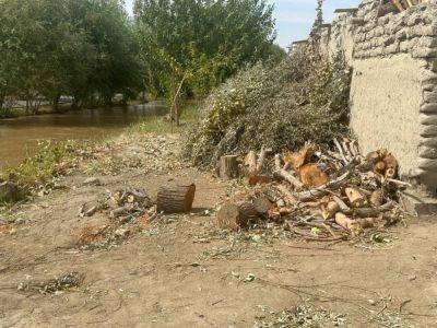 В Бухарской области вырубили 125 деревьев - podrobno.uz - Узбекистан - Ташкент - Бухарская обл.