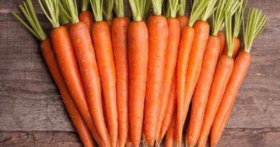 Полезные свойства моркови, о которых мало кто знает: почему стоит есть оранжевый овощ каждый день - dsnews.ua - Украина