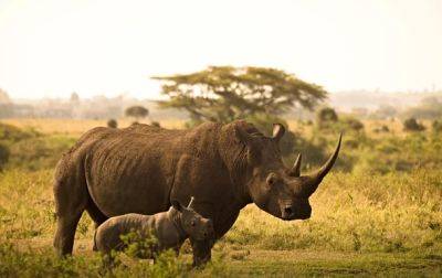 ЮАР планирует переселить тысячи носорогов в соседние страны - korrespondent.net - Китай - Украина - Узбекистан - Зимбабве - Юар - Кения - Намибия - Замбия