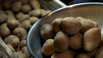 Спасаем урожай заранее: что нужно сделать, чтобы картошка не гнила в погребе - ukrainianwall.com - Украина