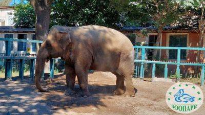 Зоопарк: слониха Венди празднует 16 сентября свой день рождения | Новости Одессы - odessa-life.od.ua - Украина - Одесса