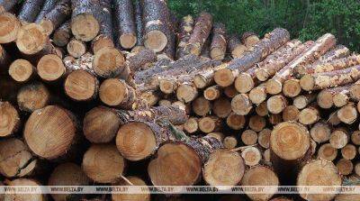 За семь месяцев 2023 года лесохозяйственные учреждения заготовили более 10 млн куб.м древесины - smartmoney.one - Минск