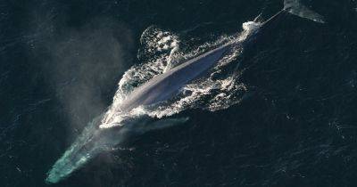 Борьба длиною в столетия. Ученые назвали виновного в полном истреблении двух видов китов - focus.ua - Украина