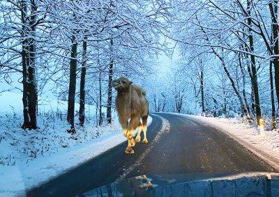 В Чехии водитель повстречал на заснеженной дороге верблюда - vinegret.cz - Чехия