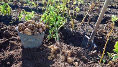 Картофельная грядка – что делать после сбора урожая – полезные советы - apostrophe.ua - Украина