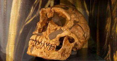 Человек из Ла Ферраси: почему его считают самым известным неандертальцем в мире (фото) - focus.ua - Украина - Франция
