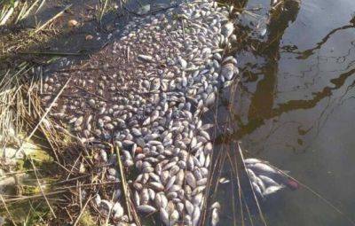 Госэкоинспекцией рассчитаны убытки из-за гибели рыбы: Более 10 млн гривен - politeka.net - Украина - район Коростенский