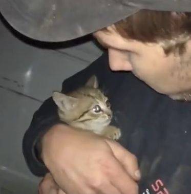 В Харькове спасли котенка, который несколько дней просидел в авто (видео) - objectiv.tv - Харьков