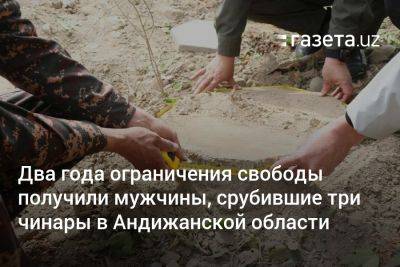 Два года ограничения свободы получили мужчины, срубившие три чинары в Андижанской области - gazeta.uz - Узбекистан - Экология