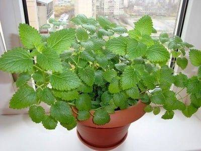 Комнатные растения для спальни – эти вазоны помогут успокоиться и заснуть - apostrophe.ua - Украина