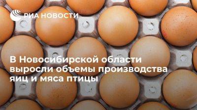 В Новосибирской области выросли объемы производства яиц и мяса птицы - smartmoney.one - Новосибирская обл.