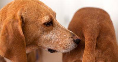 Суют нос куда ни попадя. Ученые рассказали, почему собаки обнюхивают друг друга сзади - focus.ua - Украина - Колумбия