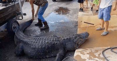 В США охотники убили 400-килограммового аллигатора: чуть не побил мировой рекорд по весу - focus.ua - США - Украина - шт.Флорида - штат Миссисипи - state Florida