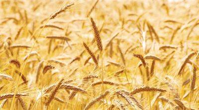Цены на пшеницу отреагировали снижением на выход первого судна из украинского порта - minfin.com.ua - Россия - Украина - Киев