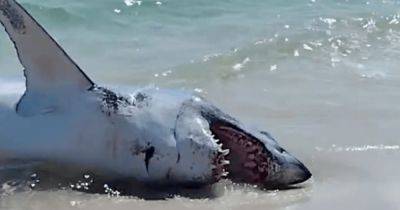Тащили за хвост: в США отдыхающие спасли огромную акулу, которая "села на мель" (видео) - focus.ua - США - Украина - шт.Флорида